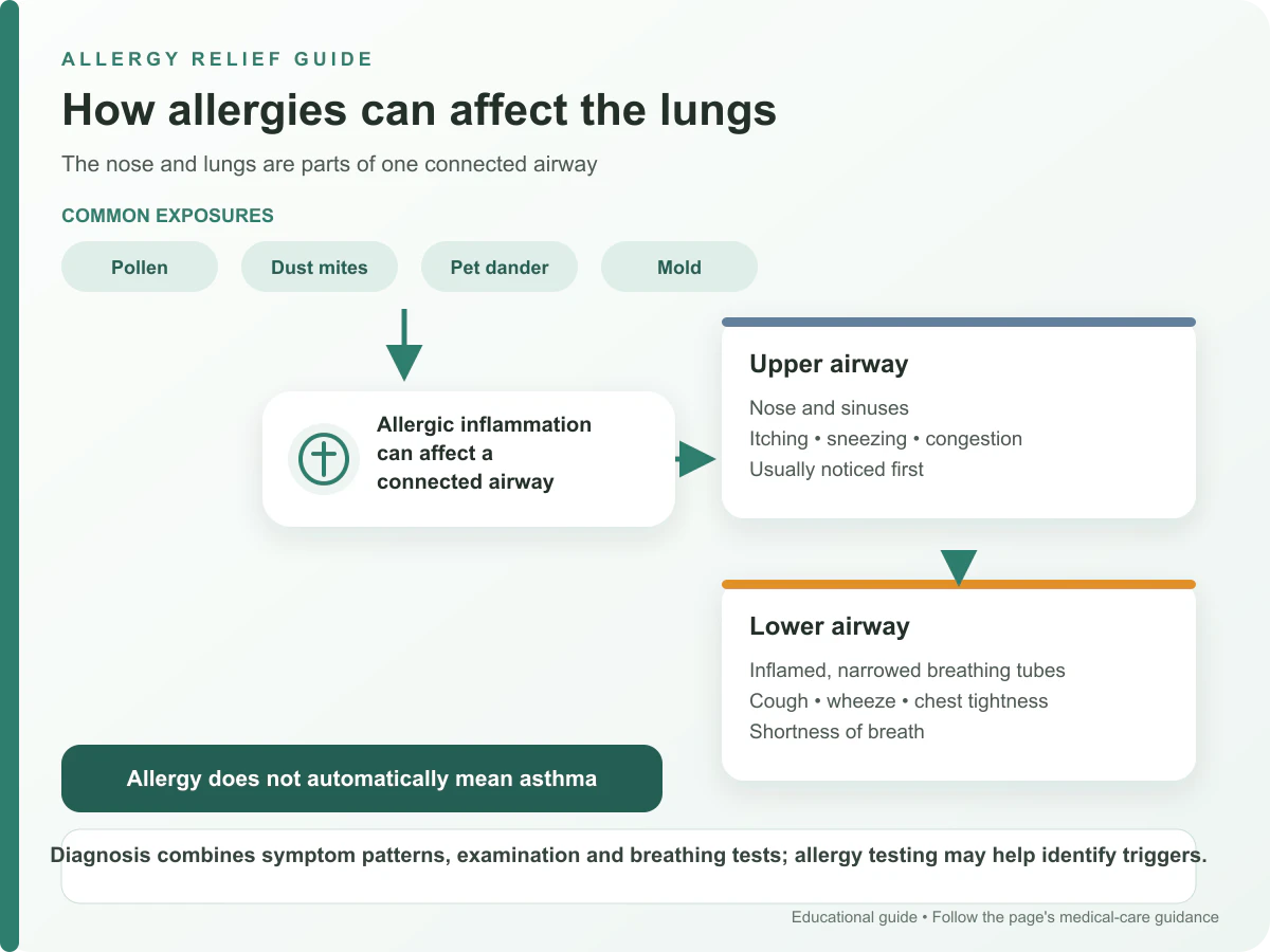 Flow diagram showing allergens affecting the connected nose and lung airways and leading to asthma symptoms