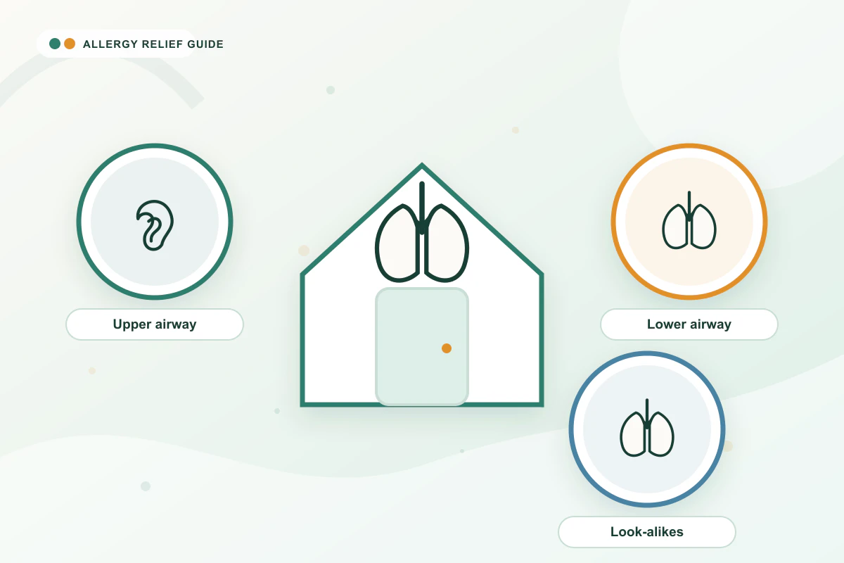 Allergy Cough: Causes & Relief medical illustration with ear, lungs, lungs guidance cues