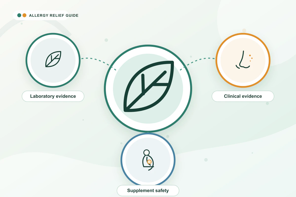 Quercetin & Allergy Supplements medical illustration with leaf, nose, pregnancy guidance cues