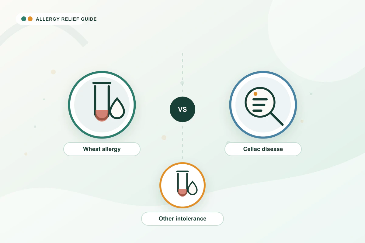 Wheat / Gluten Allergy medical illustration with blood, testing, blood guidance cues