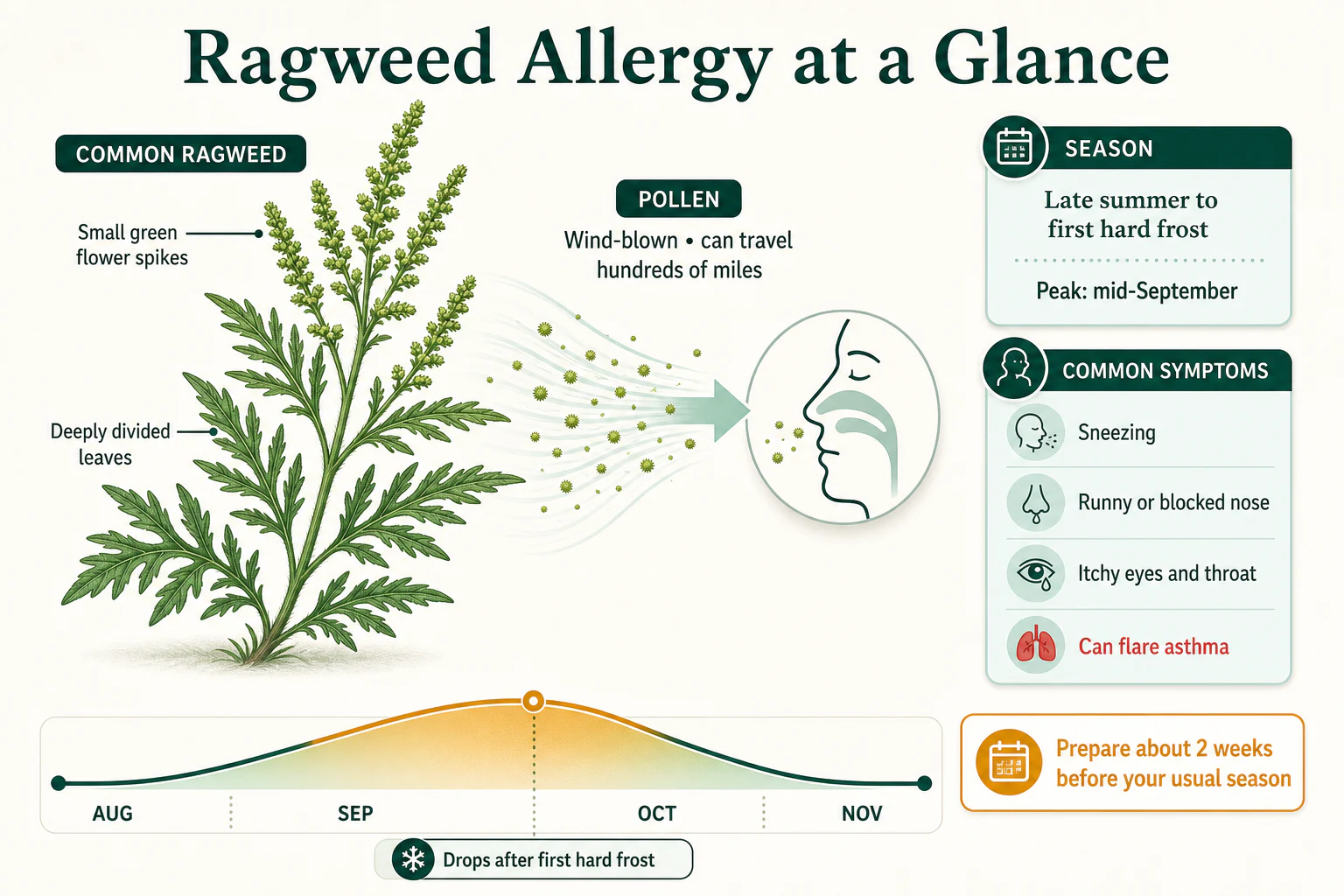 Ragweed plant and pollen-season timeline from late summer through fall, peaking in September.